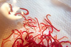 bloodworms