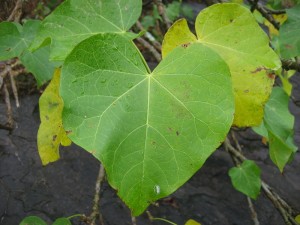 leaf1