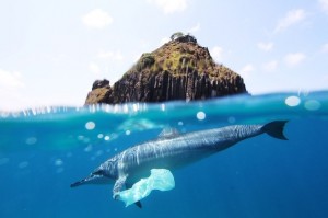 dolphinplasticbag